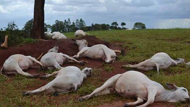 Raio mata 24 cabeças de gado em fazenda de Paraguaçu Paulista - Fatima News
